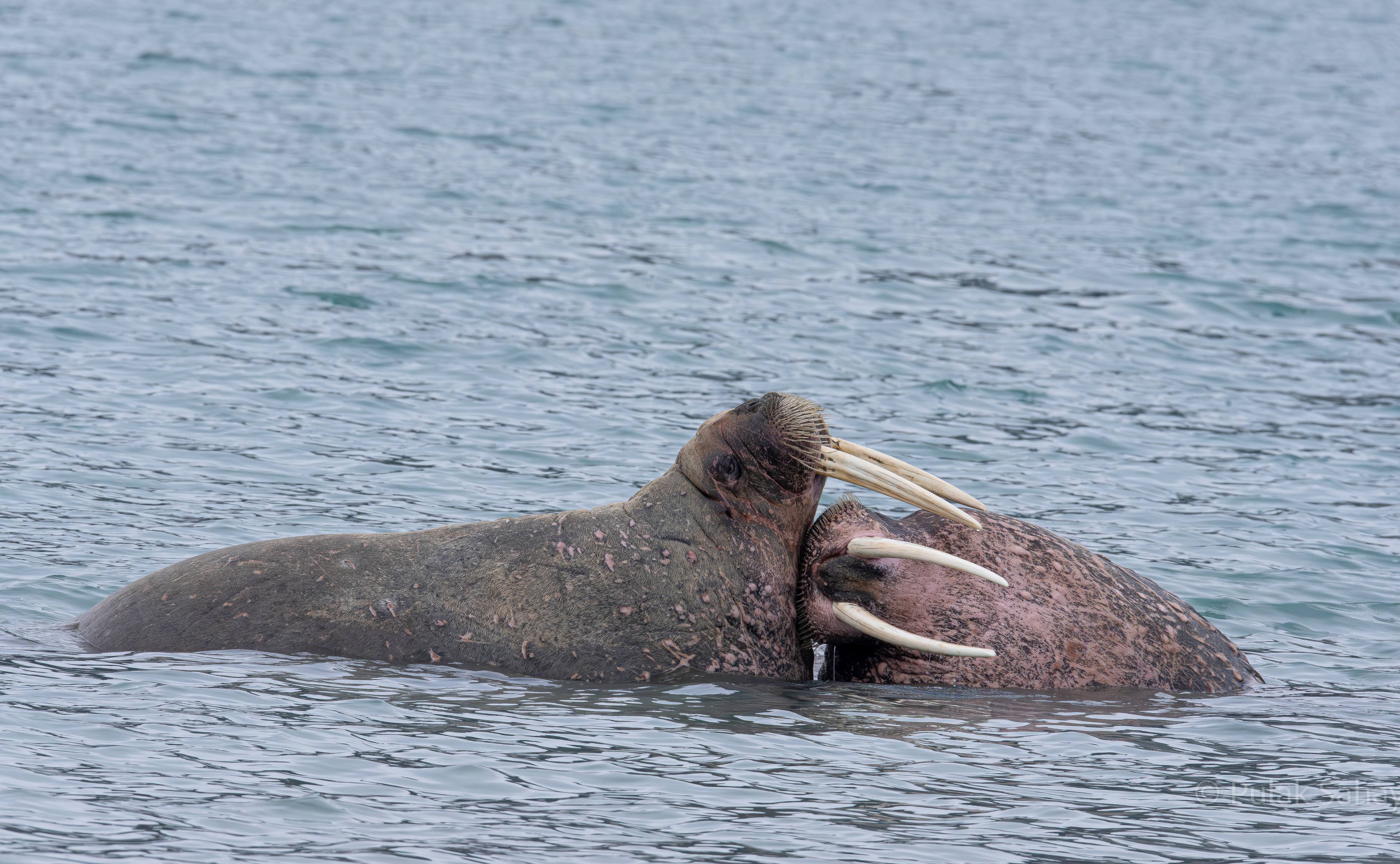 Romantic walrus pair